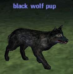 Picture of Black Wolf Pup